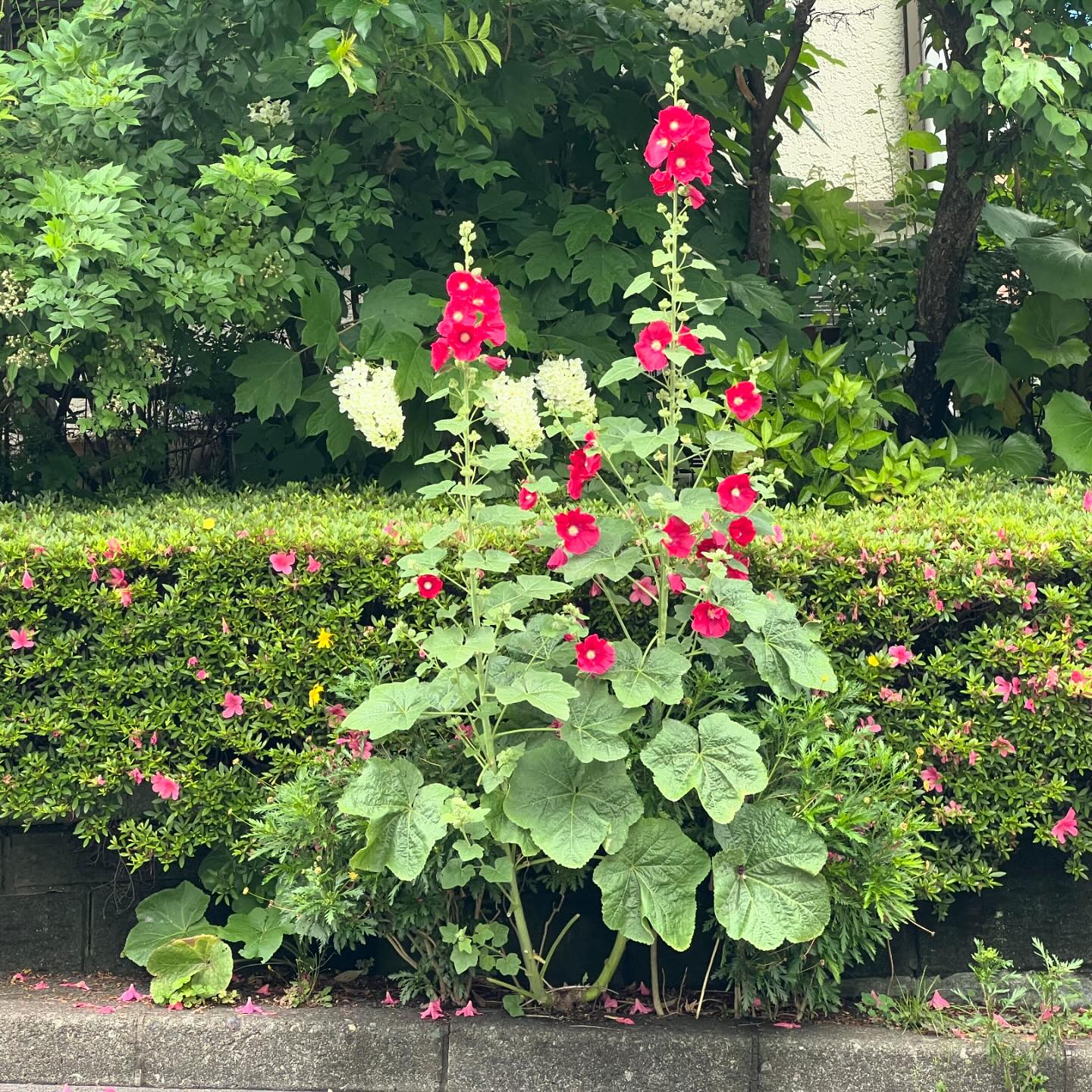 路傍の花︎